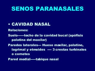 SENOS PARANASALES CAVIDAD NASAL Relaciones: Suelo------techo de la cavidad bucal (apófisis palatina del maxilar) Paredes laterales--- Hueso maxilar, palatino, lagrimal y etmoides  ---- 3 crestas turbinales o cornetes Pared medial-----tabique nasal 