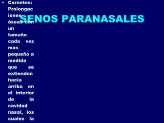 SENOS PARANASALES Cornetes: Prolongaciones óseas con un tamaño cada vez mas pequeño a medida que se extienden hacia arriba en el interior de la cavidad nasal, los cuales la dividen en meatos inferior, medio y superior 