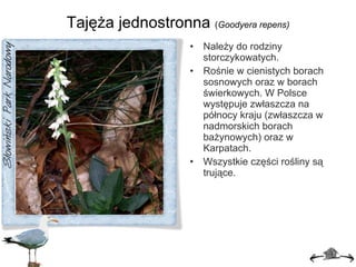 Tajęża jednostronna  ( Goodyera repens) Należy do rodziny storczykowatych. Rośnie w cienistych borach sosnowych oraz w borach świerkowych. W Polsce występuje zwłaszcza na północy kraju (zwłaszcza w nadmorskich borach bażynowych) oraz w Karpatach. Wszystkie części rośliny są trujące. 