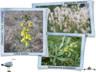 Wełnianka delikatna Lnica wonna Woskownica europejska 