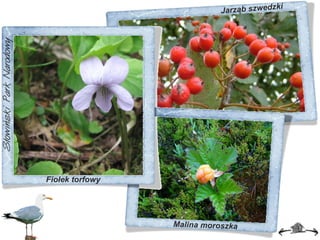 Jarząb szwedzki Fiołek torfowy Malina moroszka 