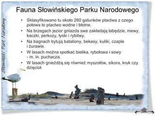 Fauna Słowińskiego Parku Narodowego Sklasyfikowano tu około 260 gatunków ptactwa z czego połowa to ptactwo wodne i błotne. Na brzegach jezior gniazda swe zakładają łabędzie, mewy, kaczki, perkozy, łyski i rybitwy.  Na bagnach bytują bataliony, bekasy, kuliki, czaple  i żurawie.  W lasach można spotkać bielika, rybołowa i sowy  - m. in. puchacza.  W lasach gnieżdżą się również myszołów, sikora, kruk czy dzięcioł. 