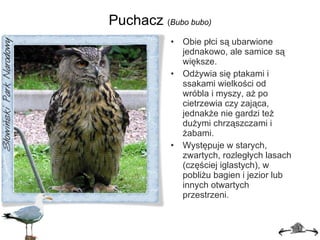 Puchacz  ( Bubo bubo) Obie płci są ubarwione jednakowo, ale samice są większe. Odżywia się ptakami i ssakami wielkości od wróbla i myszy, aż po cietrzewia czy zająca, jednakże nie gardzi też dużymi chrząszczami i żabami. Występuje w starych, zwartych, rozległych lasach (częściej iglastych), w pobliżu bagien i jezior lub innych otwartych przestrzeni. 