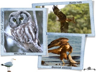 Kania ruda Włochatka Błotniak stawowy 