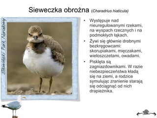 Sieweczka obrożna  ( Charadrius hiaticula) Występuje nad nieuregulowanymi rzekami, na wyspach rzecznych i na podmokłych łąkach. Żywi się głównie drobnymi bezkręgowcami: skorupiakami, mięczakami, wieloszczetami, owadami. Pisklęta są zagniazdownikami. W razie niebezpieczeństwa kładą się na ziemi, a rodzice symulując zranienie starają się odciągnąć od nich drapieżnika. 