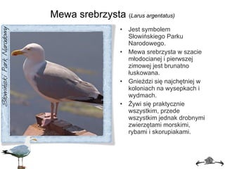 Mewa srebrzysta  ( Larus argentatus) Jest symbolem Słowińskiego Parku Narodowego. Mewa srebrzysta w szacie młodocianej i pierwszej zimowej jest brunatno łuskowana. Gnieździ się najchętniej w koloniach na wysepkach i wydmach. Żywi się praktycznie wszystkim, przede wszystkim jednak drobnymi zwierzętami morskimi, rybami i skorupiakami. 