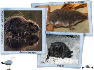 Bóbr europejski Mopek Rzęsorek mniejszy 