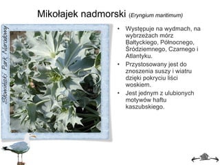 Mikołajek nadmorski  ( E ryngium maritimum ) Występuje na wydmach, na wybrzeżach mórz Bałtyckiego, Północnego, Śródziemnego, Czarnego i Atlantyku. Przystosowany jest do znoszenia suszy i wiatru dzięki pokryciu liści woskiem. Jest jednym z ulubionych motywów haftu kaszubskiego. 