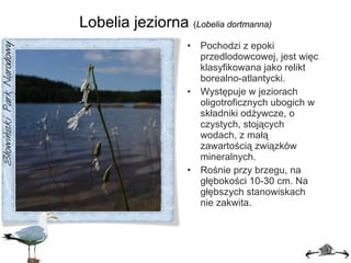 Lobelia jeziorna  ( L obelia dortmanna ) Pochodzi z epoki przedlodowcowej, jest więc klasyfikowana jako relikt borealno-atlantycki. Występuje w jeziorach oligotroficznych ubogich w składniki odżywcze, o czystych, stojących wodach, z małą zawartością związków mineralnych. Rośnie przy brzegu, na głębokości 10-30 cm. Na głębszych stanowiskach nie zakwita. 