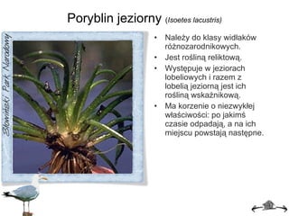 Poryblin jeziorny  ( I soetes lacustris ) Należy do klasy widłaków różnozarodnikowych. Jest rośliną reliktową. Występuje w jeziorach lobeliowych i razem z lobelią jeziorną jest ich rośliną wskaźnikową. Ma korzenie o niezwykłej właściwości: po jakimś czasie odpadają, a na ich miejscu powstają następne. 