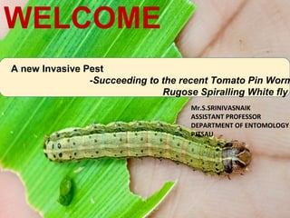 WELCOME
Spodoptera frugiperdaA new Invasive Pest
-Succeeding to the recent Tomato Pin Worm
Rugose Spiralling White fly
Mr.S.SRINIVASNAIK
ASSISTANT PROFESSOR
DEPARTMENT OF ENTOMOLOGY
PJTSAU
 