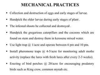MECHANICAL PRACTICES
 Collection and destruction of eggs and early stages of larvae.
 Handpick the older larvae during early stages of plant .
 The infested shoots be collected and destroyed .
 Handpick the gregarious caterpillars and the cocoons which are
found on stem and destroy them in kerosene mixed water.
 Use light trap @ 1/acre and operate between 6 pm and 10 pm.
 Install pheromone traps @ 4-5/acre for monitoring adult moths
activity (replace the lures with fresh lures after every 2-3 weeks).
 Erecting of bird perches @ 20/acre for encouraging predatory
birds such as King crow, common mynah etc.
 
