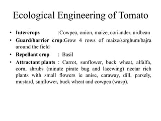 Ecological Engineering of Tomato
• Intercrops :Cowpea, onion, maize, coriander, urdbean
• Guard/barrier crop:Grow 4 rows of maize/sorghum/bajra
around the field
• Repellant crop : Basil
• Attractant plants : Carrot, sunflower, buck wheat, alfalfa,
corn, shrubs (minute pirate bug and lacewing) nectar rich
plants with small flowers ie anise, caraway, dill, parsely,
mustard, sunflower, buck wheat and cowpea (wasp).
 