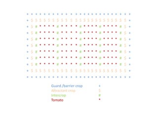 + + + + + + + + + + + +
+ $ $ $ $ $ $ $ $ $ $ $
+ $ # * * * * # * * * *
+ $ # * * * * # * * * *
+ $ # * * * * # * * * *
+ $ # * * * * # * * * *
+ $ # * * * * # * * * *
+ $ # * * * * # * * * *
+ $ # * * * * # * * * *
+ $ $ $ $ $ $ $ $ $ $ $
+ + + + + + + + + + + +
+ + + + + + + + + + + + +
$ $ $ $ $ $ $ $ $ $ $ $ +
# * * * * # * * * * # $ +
# * * * * # * * * * # $ +
# * * * * # * * * * # $ +
# * * * * # * * * * # $ +
# * * * * # * * * * # $ +
# * * * * # * * * * # $ +
# * * * * # * * * * # $ +
$ $ $ $ $ $ $ $ $ $ $ $ +
+ + + + + + + + + + + + +
Guard /barrier crop +
Attractant crop $
Intercrop #
Tomato *
 