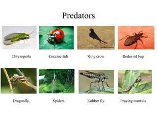Chrysoperla Coccinellids King crow Reduviid bug
Dragonfly, Spiders Robber fly Praying mantids
Predators
 