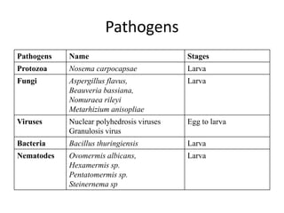 Pathogens
Pathogens Name Stages
Protozoa Nosema carpocapsae Larva
Fungi Aspergillus flavus,
Beauveria bassiana,
Nomuraea rileyi
Metarhizium anisopliae
Larva
Viruses Nuclear polyhedrosis viruses
Granulosis virus
Egg to larva
Bacteria Bacillus thuringiensis Larva
Nematodes Ovomermis albicans,
Hexamermis sp.
Pentatomermis sp.
Steinernema sp
Larva
 