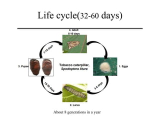 Life cycle(32-60 days)
About 8 generations in a year
 