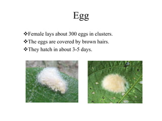 Egg
Female lays about 300 eggs in clusters.
The eggs are covered by brown hairs.
They hatch in about 3-5 days.
 