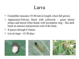 Larva
• Caterpillar measures 35-40 mm in length, when full grown.
• Appearance:Velvety, black with yellowish – green dorsal
stripes and lateral white bands with incomplete ring – like dark
band on anterior and posterior end of the body.
• It passes through 6 instars.
• Larval stage - 15-30 days
 