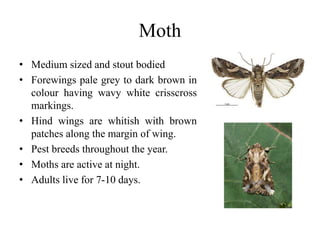Moth
• Medium sized and stout bodied
• Forewings pale grey to dark brown in
colour having wavy white crisscross
markings.
• Hind wings are whitish with brown
patches along the margin of wing.
• Pest breeds throughout the year.
• Moths are active at night.
• Adults live for 7-10 days.
 