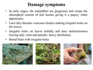 Damage symptoms
• In early stages, the caterpillars are gregarious and scrape the
chlorophyll content of leaf lamina giving it a papery white
appearance.
• Later they become voracious feeders making irregular holes on
the leaves.
• Irregular holes on leaves initially and later skeletonization
leaving only veins and petioles heavy defoliation.
• Bored fruits with irregular holes
 