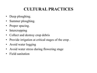 CULTURAL PRACTICES
• Deep ploughing.
• Summer ploughing.
• Proper spacing.
• Intercropping
• Collect and destroy crop debris
• Provide irrigation at critical stages of the crop .
• Avoid water logging
• Avoid water stress during flowering stage
• Field sanitation
 