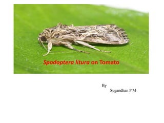 Spodoptera litura on Tomato
By
Sugandhan P M
 