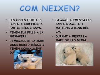LES OSSES FEMELLES PODEN TENIR FILLS A PARTIR DELS 3 ANYS. TENEN ELS FILLS A LA PRIMAVERA. L’EMBARÀS DE LA MARE OSSA DURA 7 MESOS I TENEN NORMALMENT DUES  CRIES. LA MARE ALIMENTA ELS CADELLS AMB LLET MATERNA A DINS DEL CAU. DURANT 4 MESOS LA MARE NO ELS DEIXA SOLS I NO MENJA RES. 