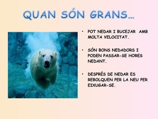 POT NEDAR I BUCEJAR  AMB MOLTA VELOCITAT. SÓN BONS NEDADORS I PODEN PASSAR-SE HORES NEDANT.   DESPRÉS DE NEDAR ES REBOLQUEN PER LA NEU PER EIXUGAR-SE. 