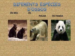 ѳ BRU  ѳ  POLAR  ѳ PANDA 