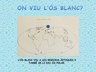 L’ѳ BLANC VIU A LES REGIONS ÀRTIQUES I TAMBÉ SE LI DIU ѳ POLAR. 