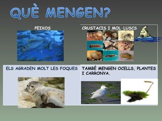PEIXOS CRUSTACIS I MOL·LUSCS ELS AGRADEN MOLT LES FOQUES TAMBÉ MENGEN OCELLS, PLANTES I CARRONYA. 