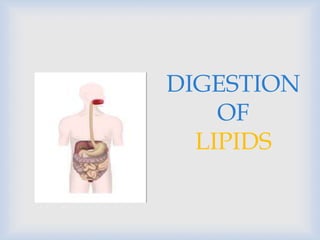 DIGESTION
OF
LIPIDS
 