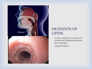 DIGESTION OF
LIPIDS
• Food is rolled into a bolus and
swallowed (Deglutinated) into
the esophagus
• Lingual Lipases
 