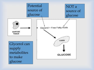 NOT a
source of
glucose
Potential
source of
glucose
Glycerol can
supply
metabolites
to make
glucose
 