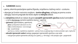 Gradja Testisa Spolni sustav | PDF