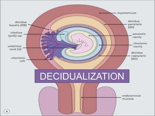 DECIDUALIZATION
 