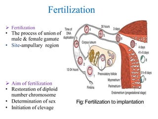 Fertilization
 Fertilization
• The process of union of
male & female gamate
• Site-ampullary region
 Aim of fertilization
• Restoration of diploid
number chromosome
• Determination of sex
• Initiation of clevage
Fig: Fertilization to implantation
 