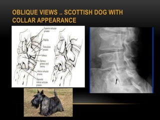 OBLIQUE VIEWS .. SCOTTISH DOG WITH
COLLAR APPEARANCE
 
