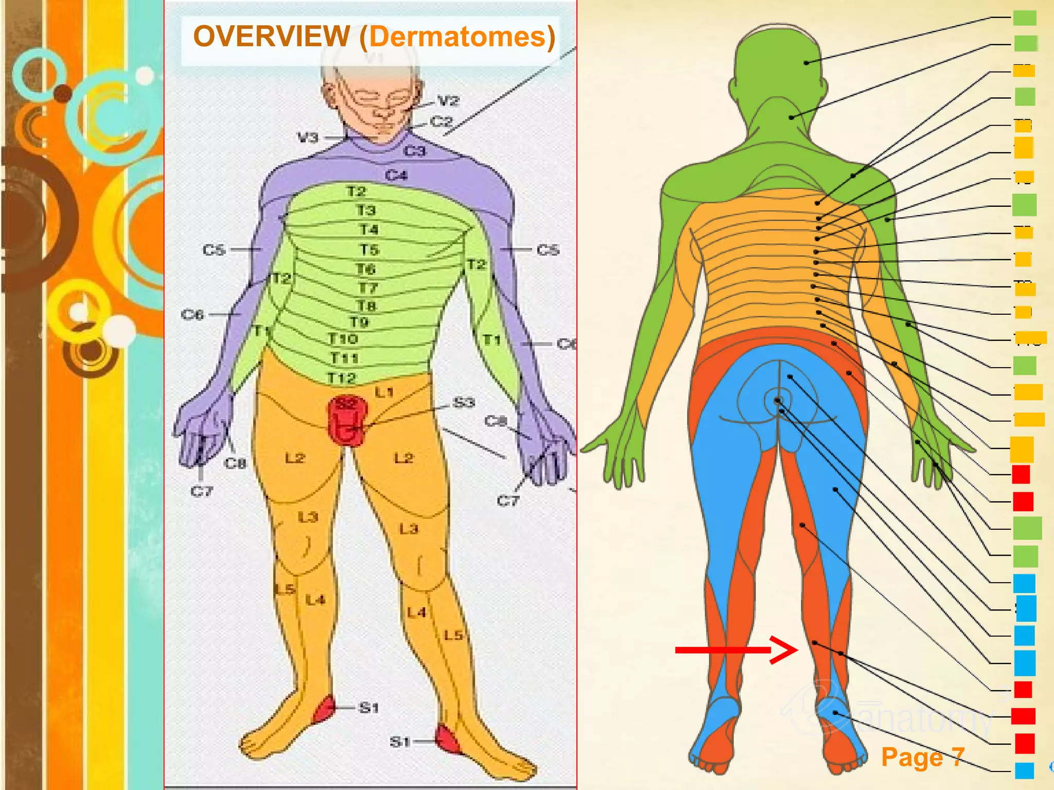 OVERVIEW (Dermatomes)

Free Powerpoint Templates

Page 7

 