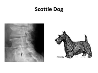 Scottie Dog
 