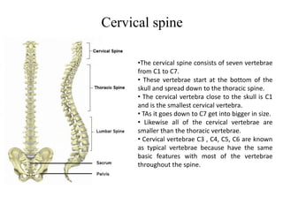 6 Best Homeopathic Medicines for Cervical spondylitis and Neck Pain. | PPTX