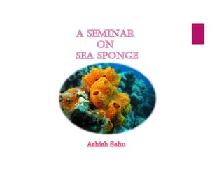 Sponge: Taxonomy, Biology, Habitat, Threat