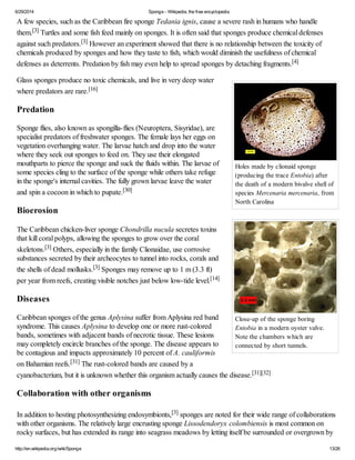6/29/2014 Sponge - Wikipedia, the free encyclopedia
http://en.wikipedia.org/wiki/Sponge 13/26
Holes made by clionaid spong...