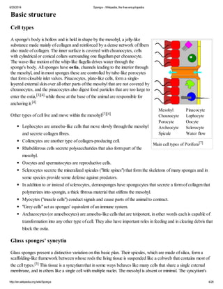 6/29/2014 Sponge - Wikipedia, the free encyclopedia
http://en.wikipedia.org/wiki/Sponge 4/26
Main cell types of Porifera[7...
