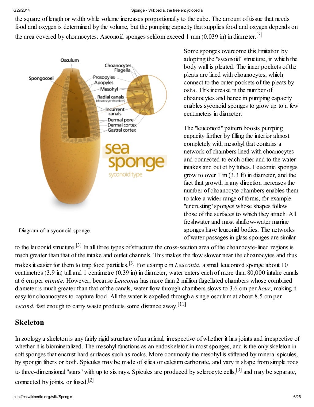sponges collect food slideshare sponges move slideshare sponges collect food slideshare sponges move slideshare