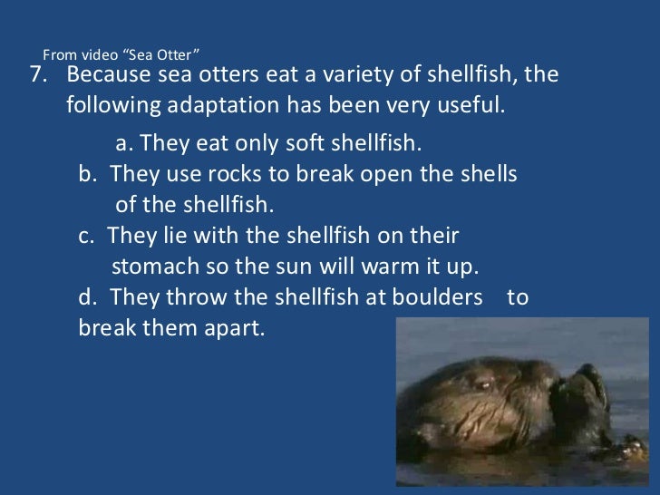 Animal adaptations (worksheet 1)