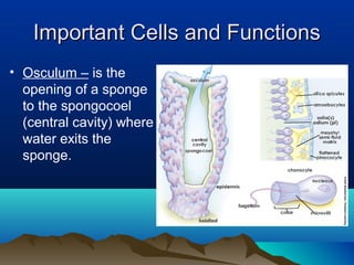 Sponge notes | PPT