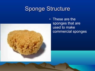 Sponge notes | PPT