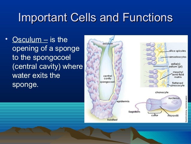 Sponge Notes